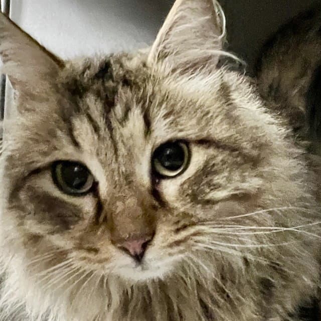 Cyrus - Domestic Long Hair