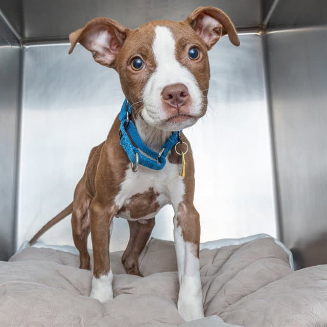 Zola - Pit Bull Terrier