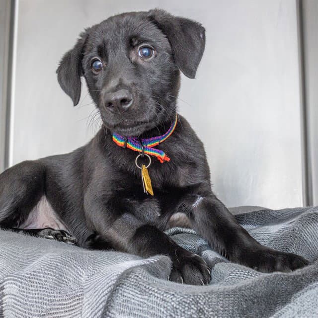 Wheatley - Labrador Retriever