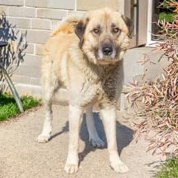 Winston image 1