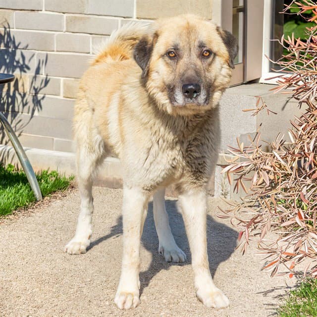 Winston - Anatolian Shepherd
