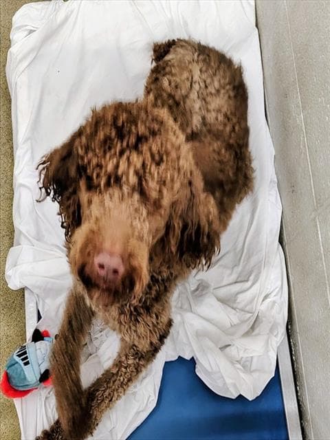 Karamo - Poodle (Standard)