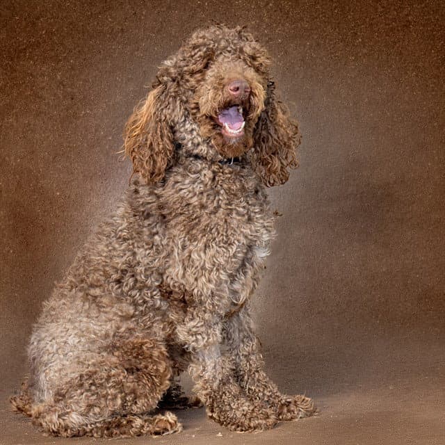 Karamo - Poodle (Standard)