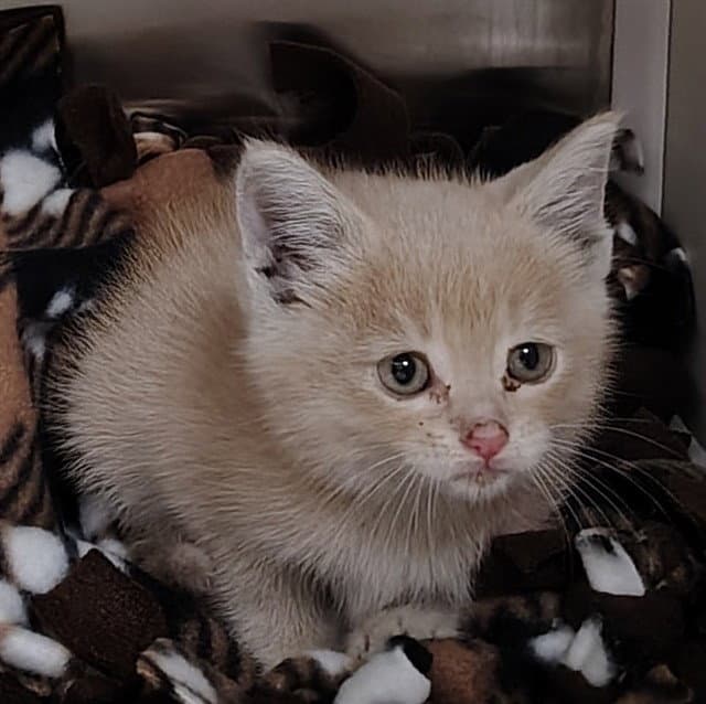 Fire Truck - Domestic Short Hair