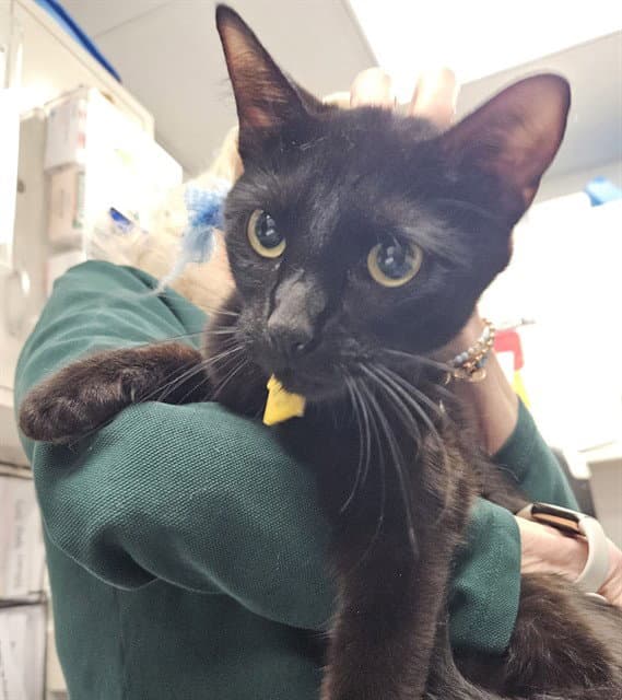 Raven - Domestic Short Hair