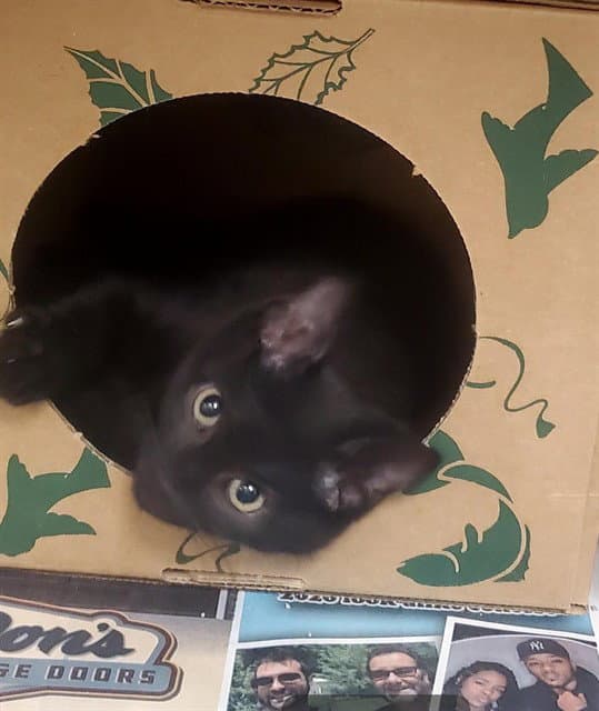Ragnar - Domestic Short Hair