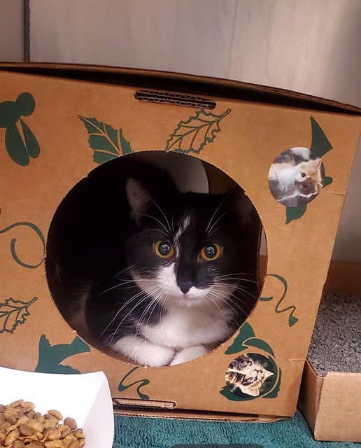 Cloudjumper - Domestic Short Hair