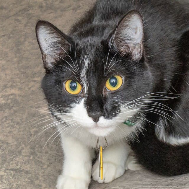 Cloudjumper - Domestic Short Hair