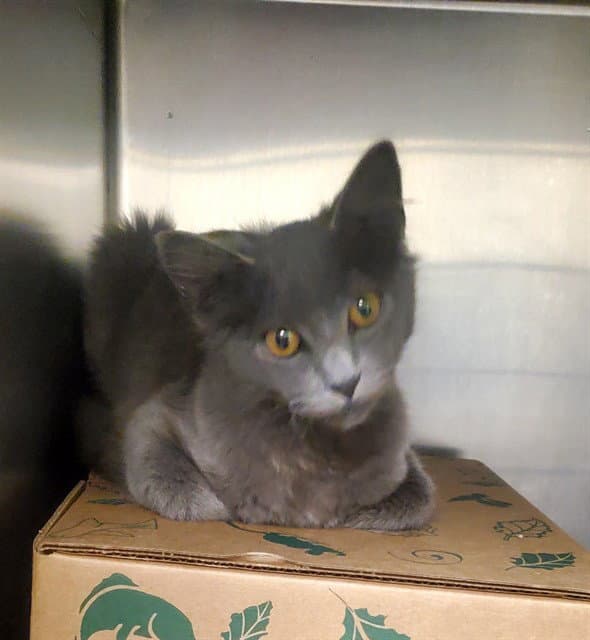 Hiccup - Domestic Short Hair