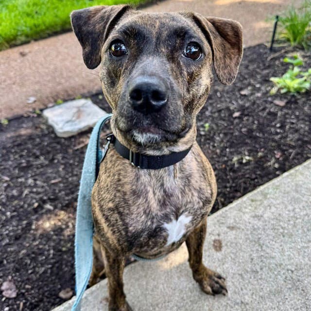 Buttons - Plott Hound