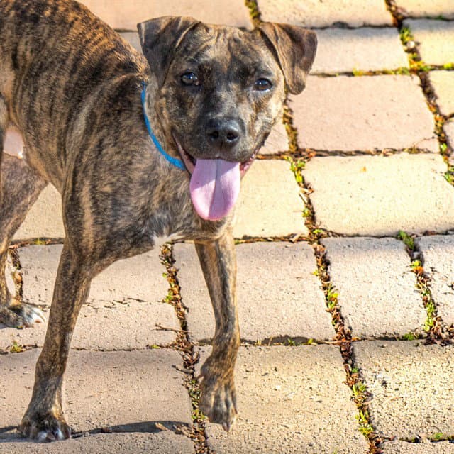 Buttons - Plott Hound