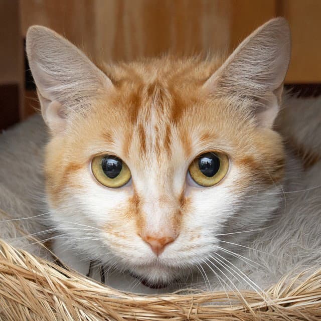 Tiggy - Domestic Short Hair