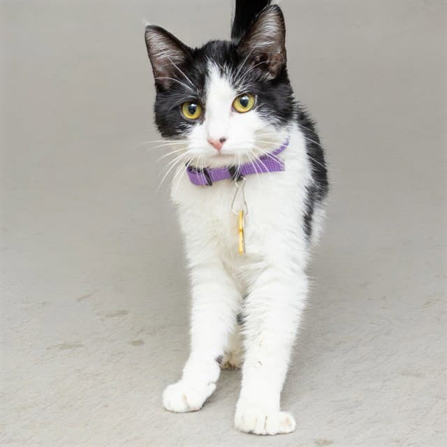 Panda - Domestic Short Hair