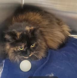 Bella image 1
