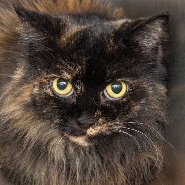 Bella - Domestic Medium Hair