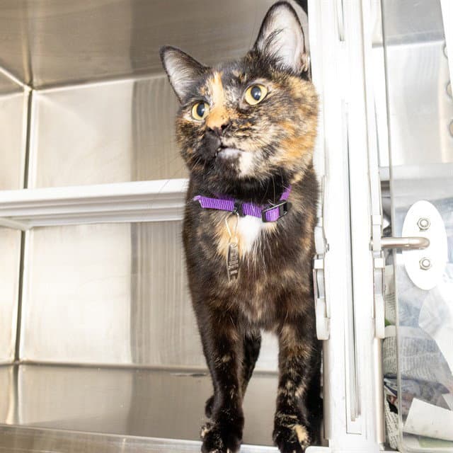 Toots - Domestic Short Hair