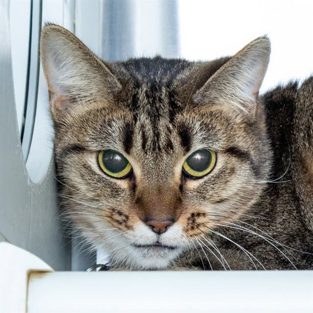 Kora - Domestic Short Hair