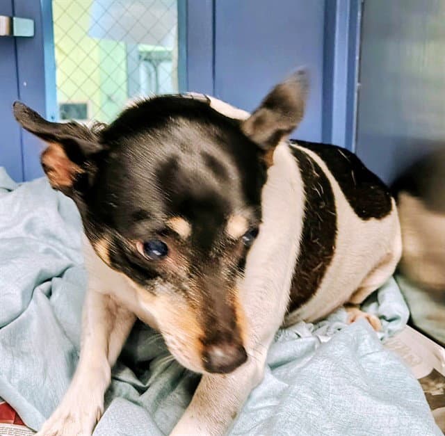 Jack - Rat Terrier