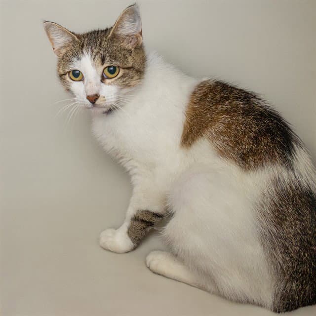 Singer - Domestic Short Hair