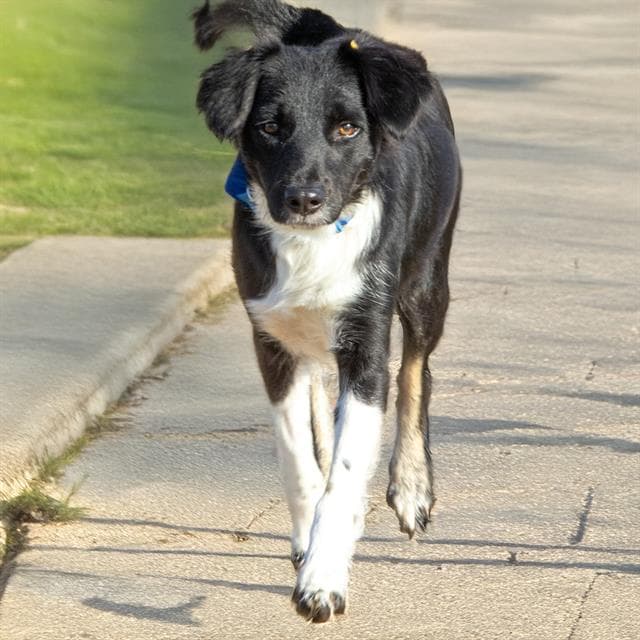 Billie - Australian Shepherd