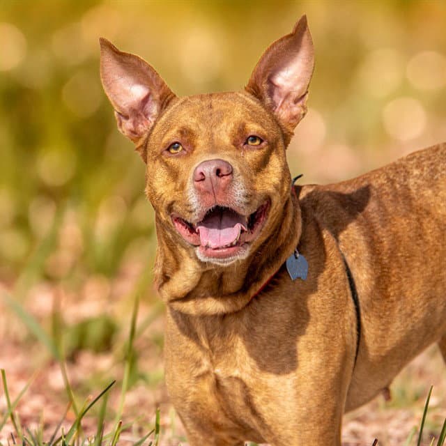 Luna - Pit Bull Terrier