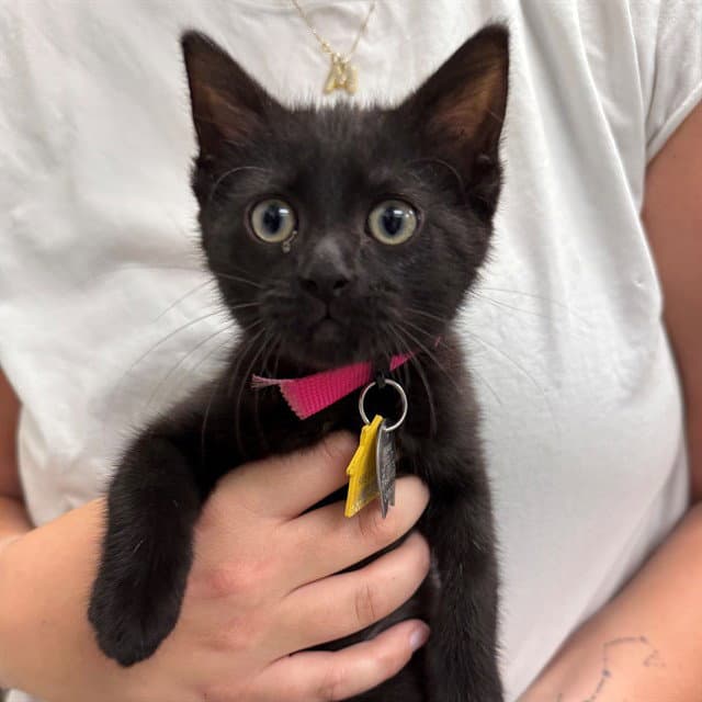 Gaia - Domestic Short Hair