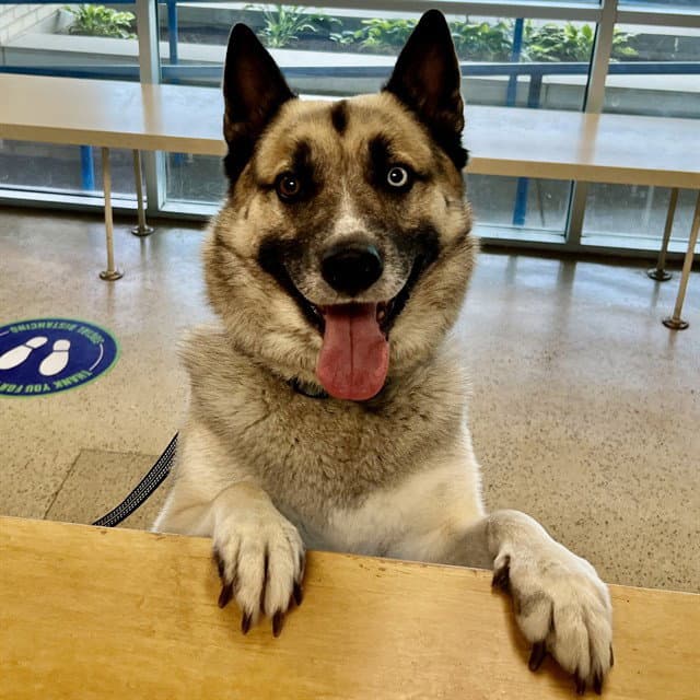 West - German Shepherd Dog