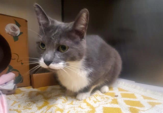 Light Fury - Domestic Short Hair