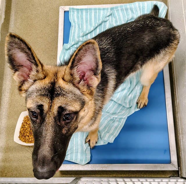 Nala - German Shepherd Dog