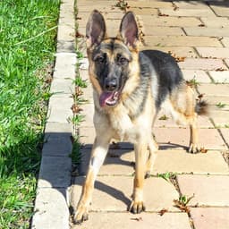 Nala image 1