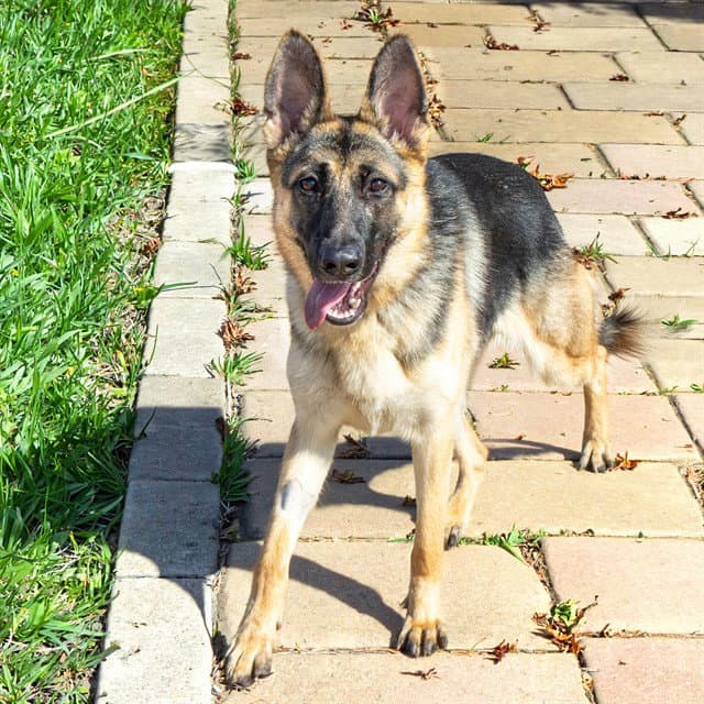 Nala