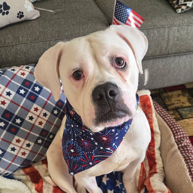 Cordelia - American Bulldog