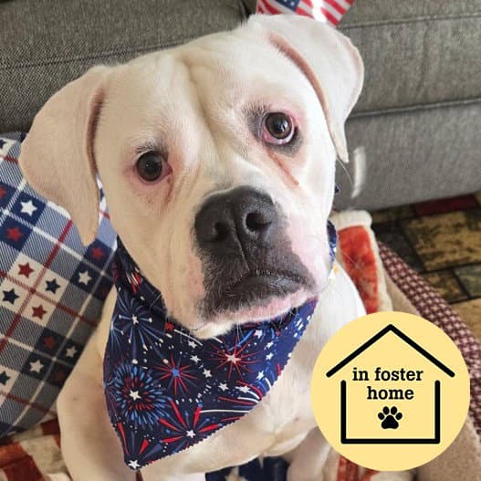 Cordelia - American Bulldog