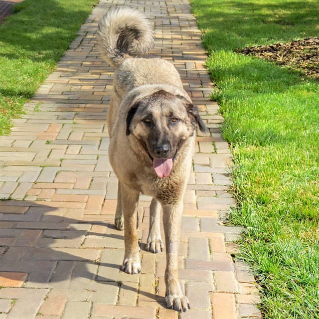 Wonder Woman - Anatolian Shepherd