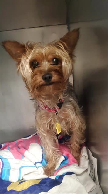 Big Bird - Yorkshire Terrier Yorkie