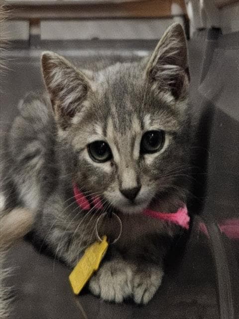 Maggie - Domestic Short Hair