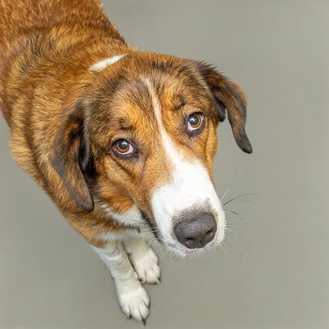 Gulper Shark - Great Pyrenees