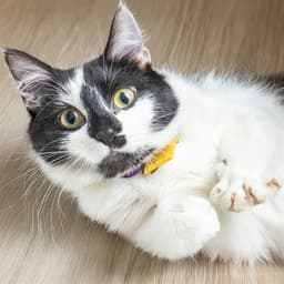 Sally image 1