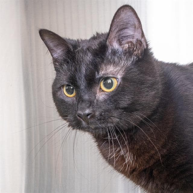 Smokey - Domestic Short Hair