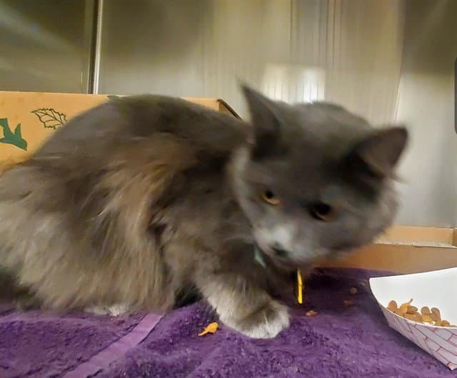 Turin - Domestic Long Hair