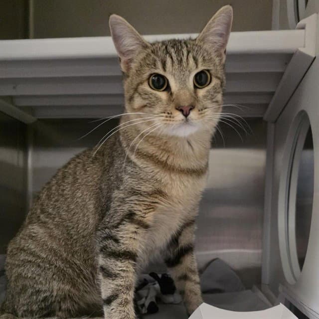 Chex - Domestic Short Hair