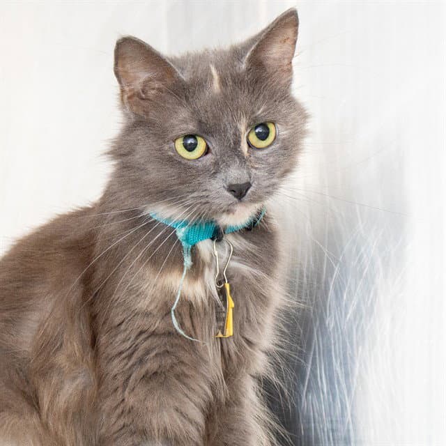 Blue Shark - Domestic Medium Hair