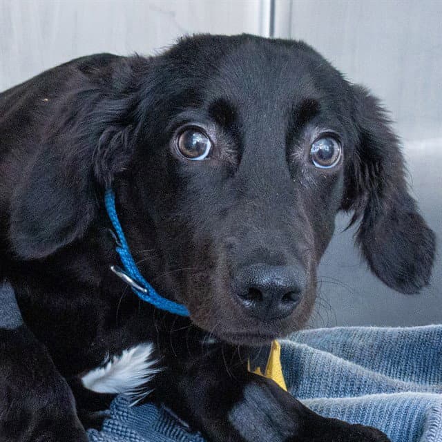 Willow - Labrador Retriever
