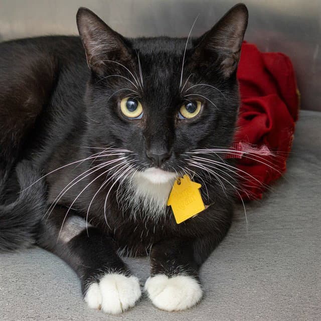 Zorro - Domestic Short Hair