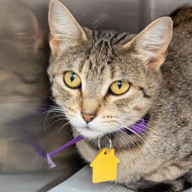 Dixie - Domestic Short Hair