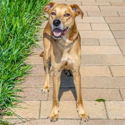 Pupperton image 1