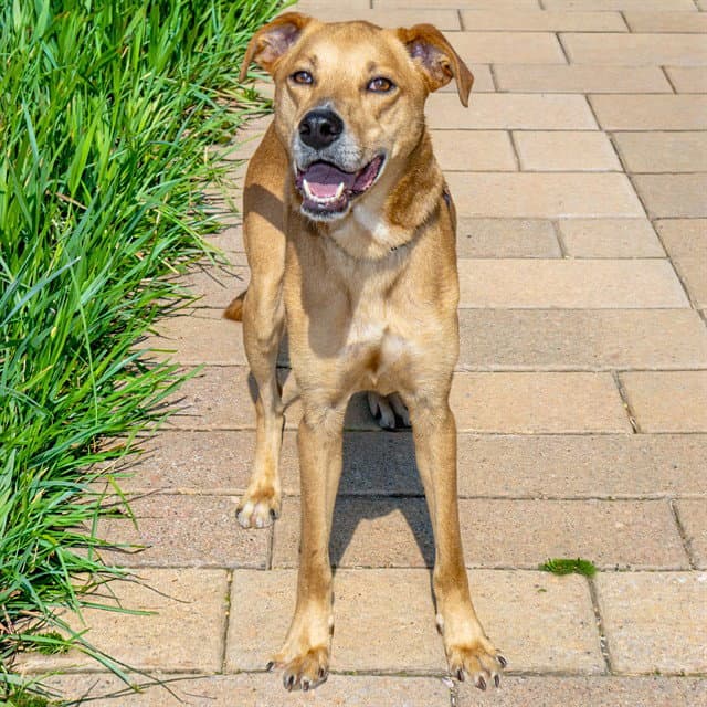 Pupperton - Labrador Retriever