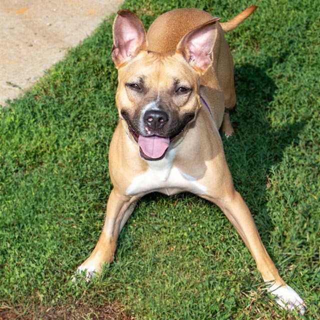 Fireball - Pit Bull Terrier
