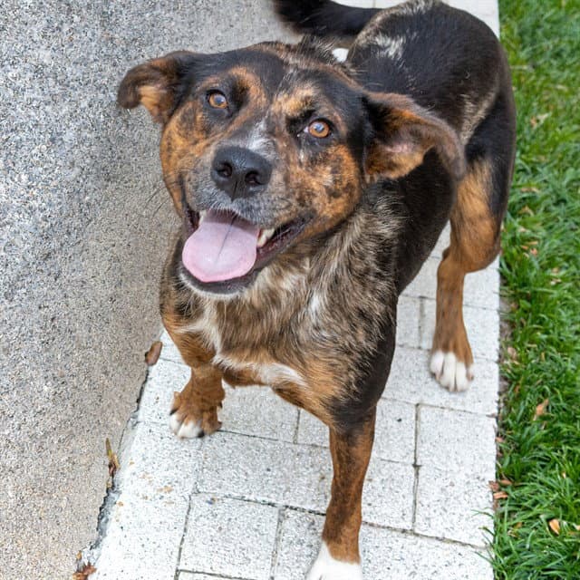 Manatee - Catahoula Leopard Dog