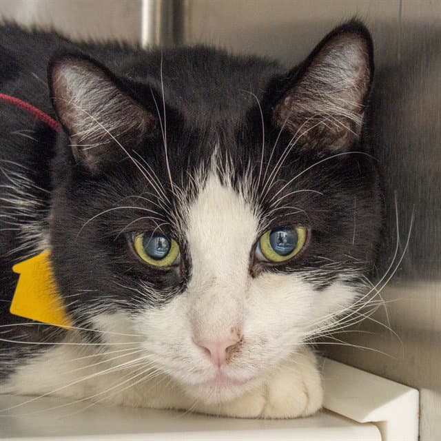 Andre - Domestic Short Hair